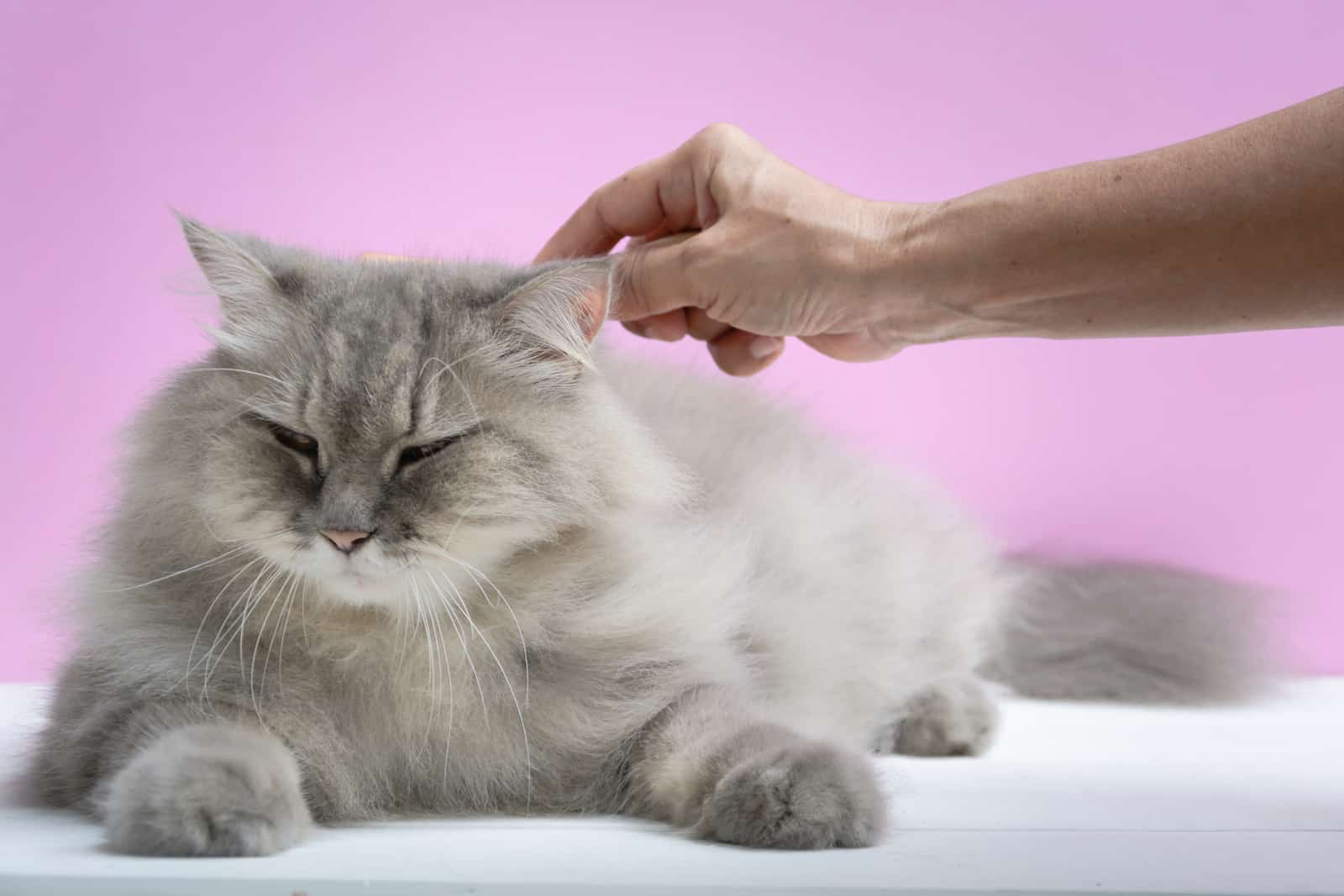 Acupuncture for Cats – How Feline Acupuncture Can Present Holistic Ache Administration and Assist in Resolving Well being Challenges