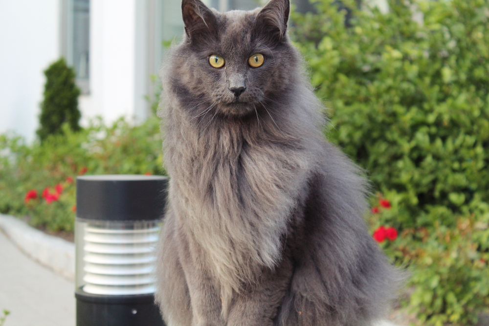 20 Lengthy Haired Cat Breeds: Information, Footage & Information