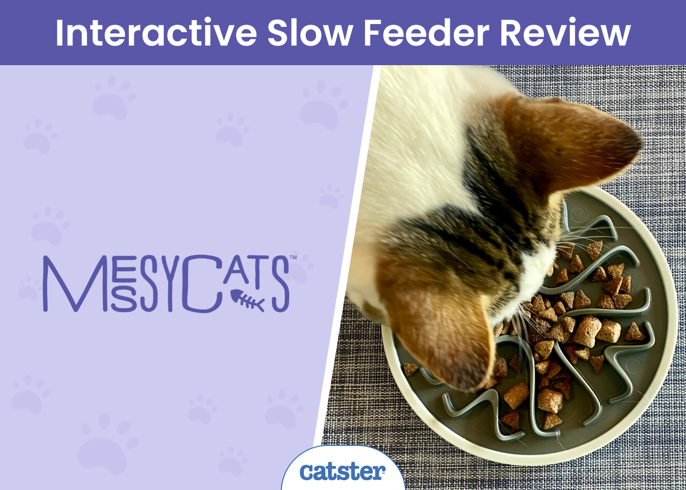 Messy Mutts Messy Cats Interactive Sluggish Feeder Assessment 2025: A Detailed Look