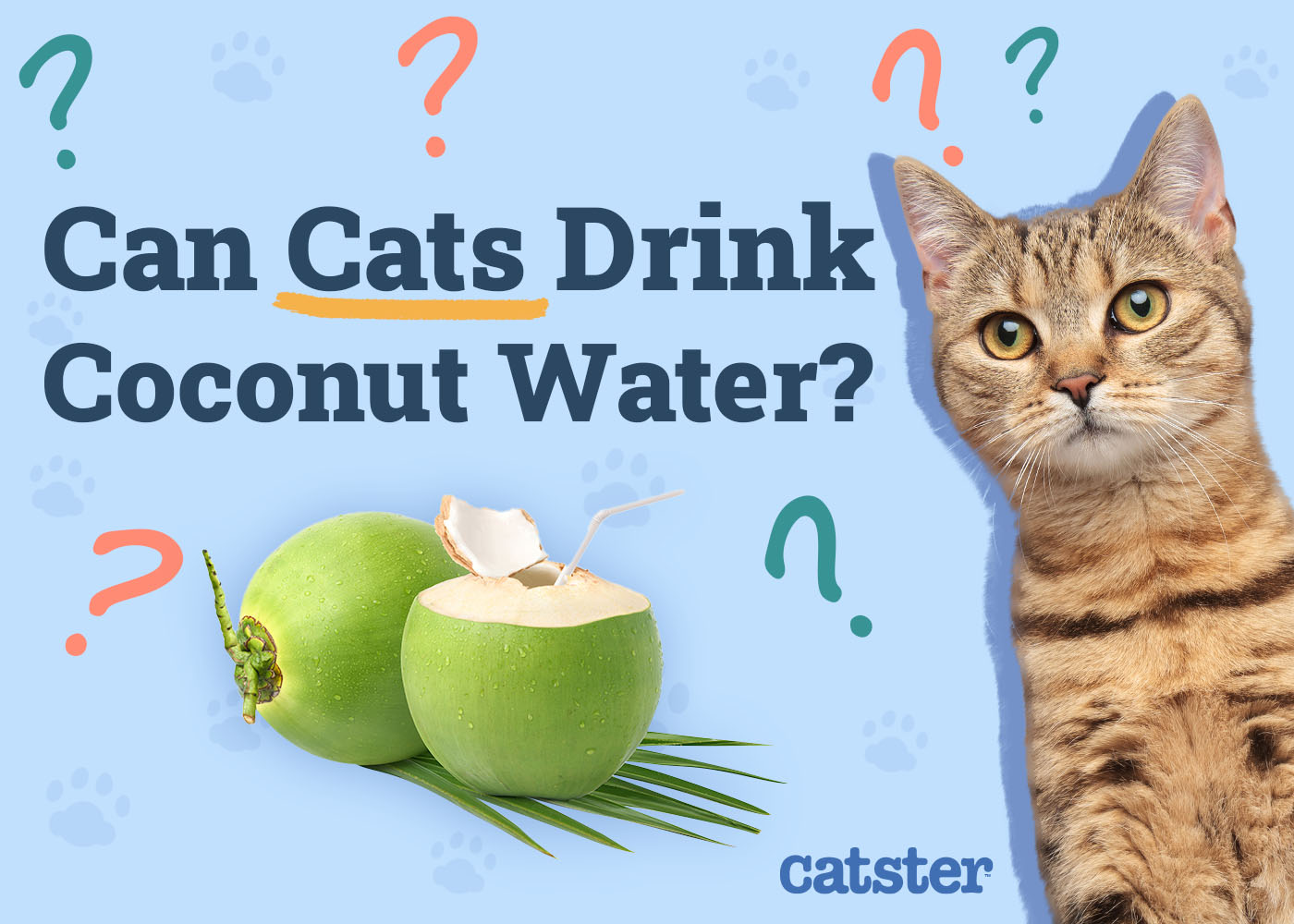 Can Cats Drink Coconut Water? Vet-Verified Vitamin Information & FAQ