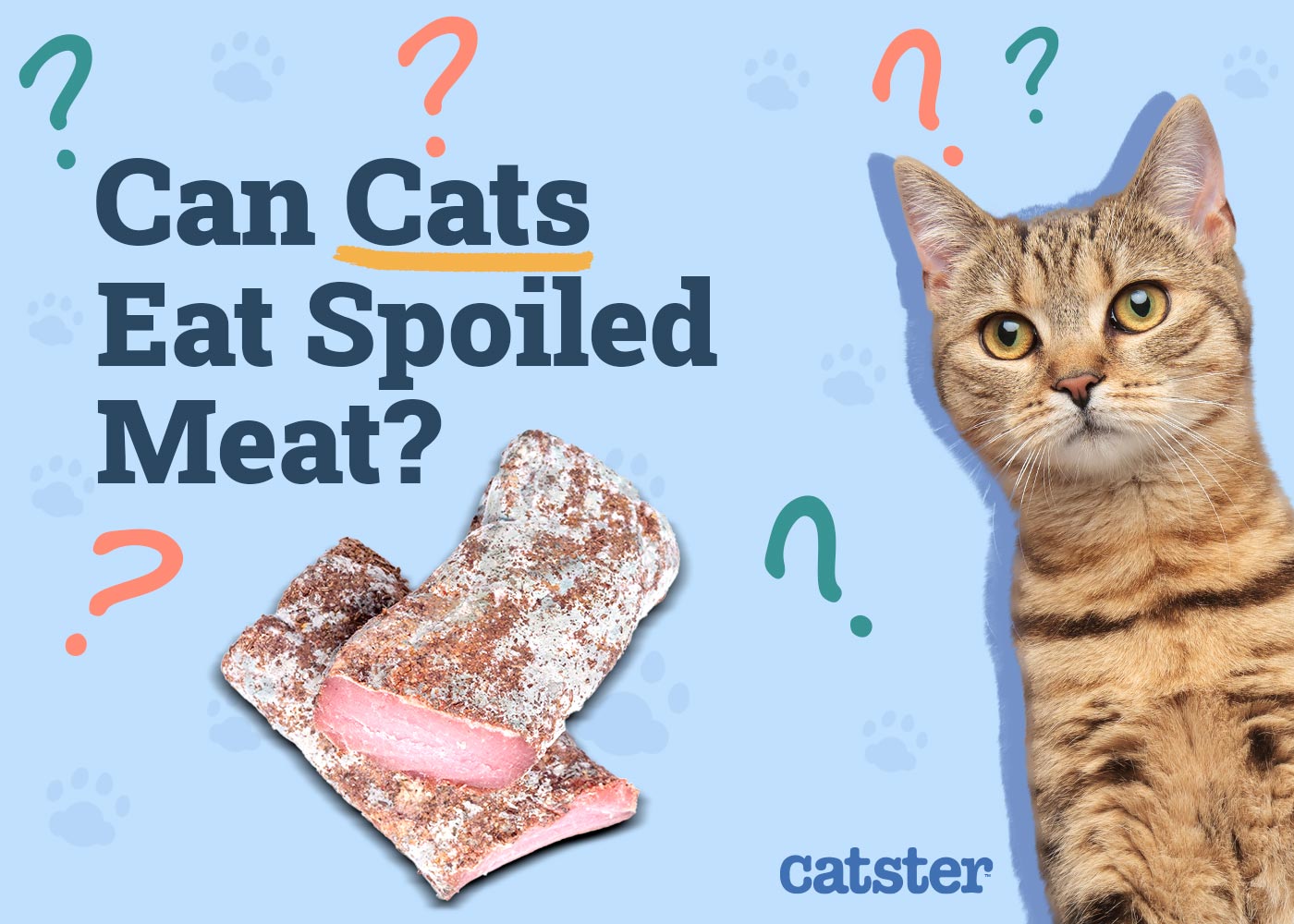 Can Cats Eat Spoiled Meat? Vet-Reviewed Info & FAQs