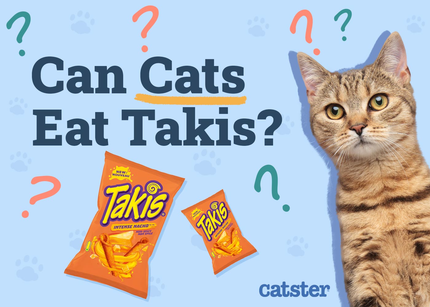 Can Cats Eat Takis? Vet-Reviewed Precautions & Well being Tips