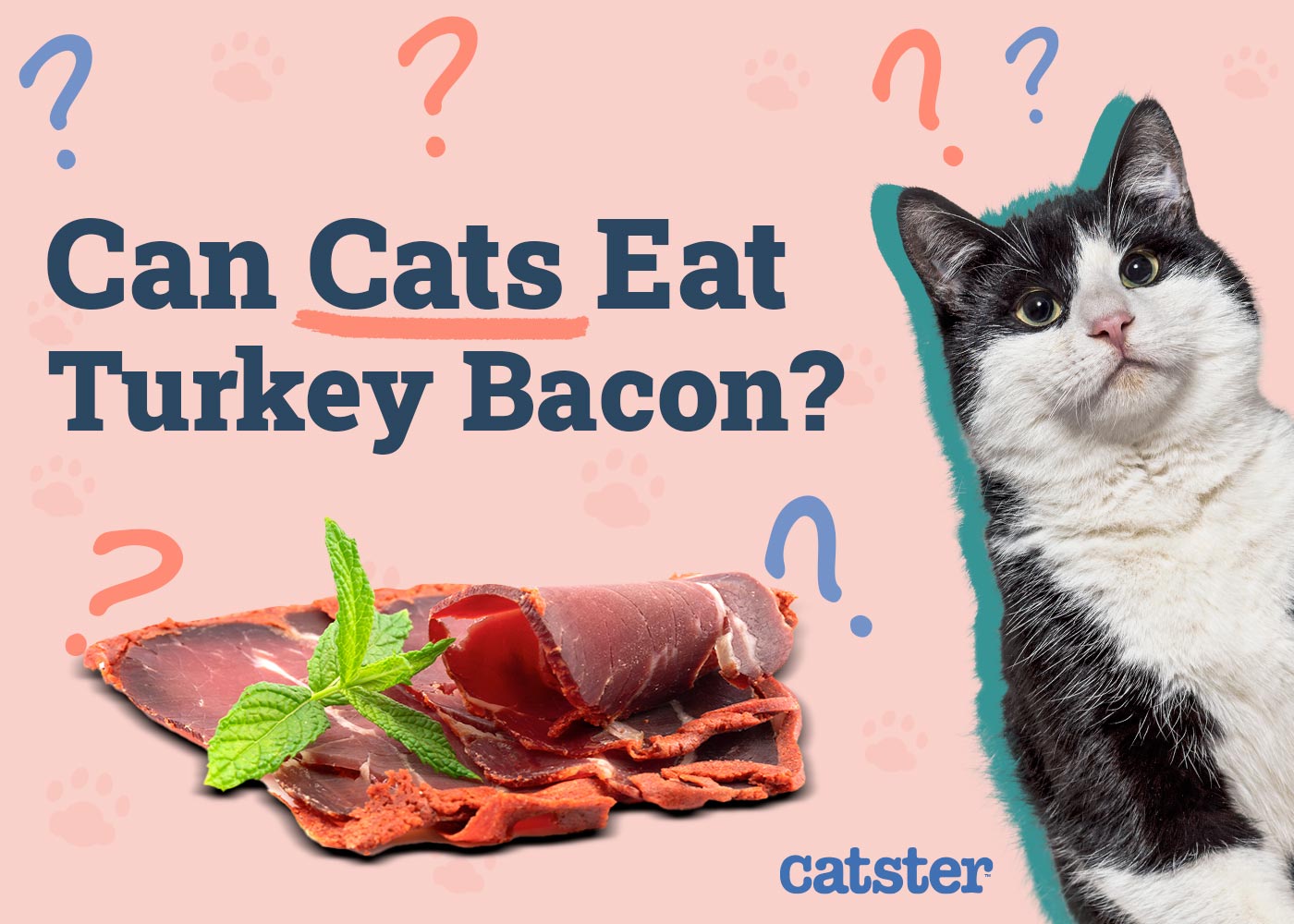 Can Cats Eat Turkey Bacon? Vet-Permitted Dangers & FAQ