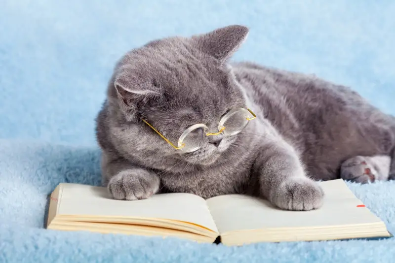 The ten Smartest Cat Breeds – The Purrington Put up