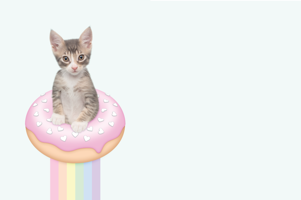 Doughnut Kitten Celebrates One Million Company