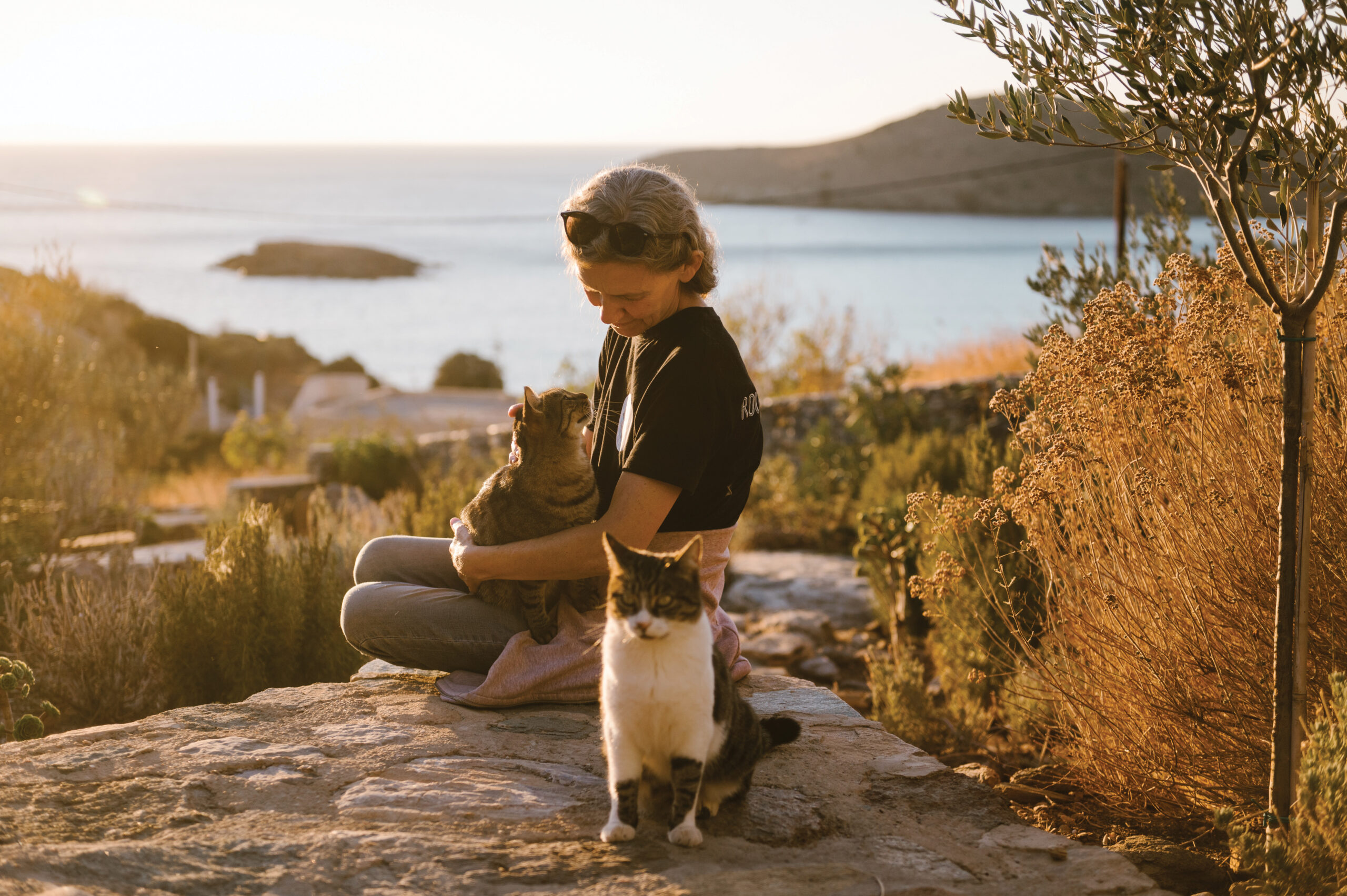 Dream Job: Get Paid to Stay on A Attractive Greek Island With 55 Cats