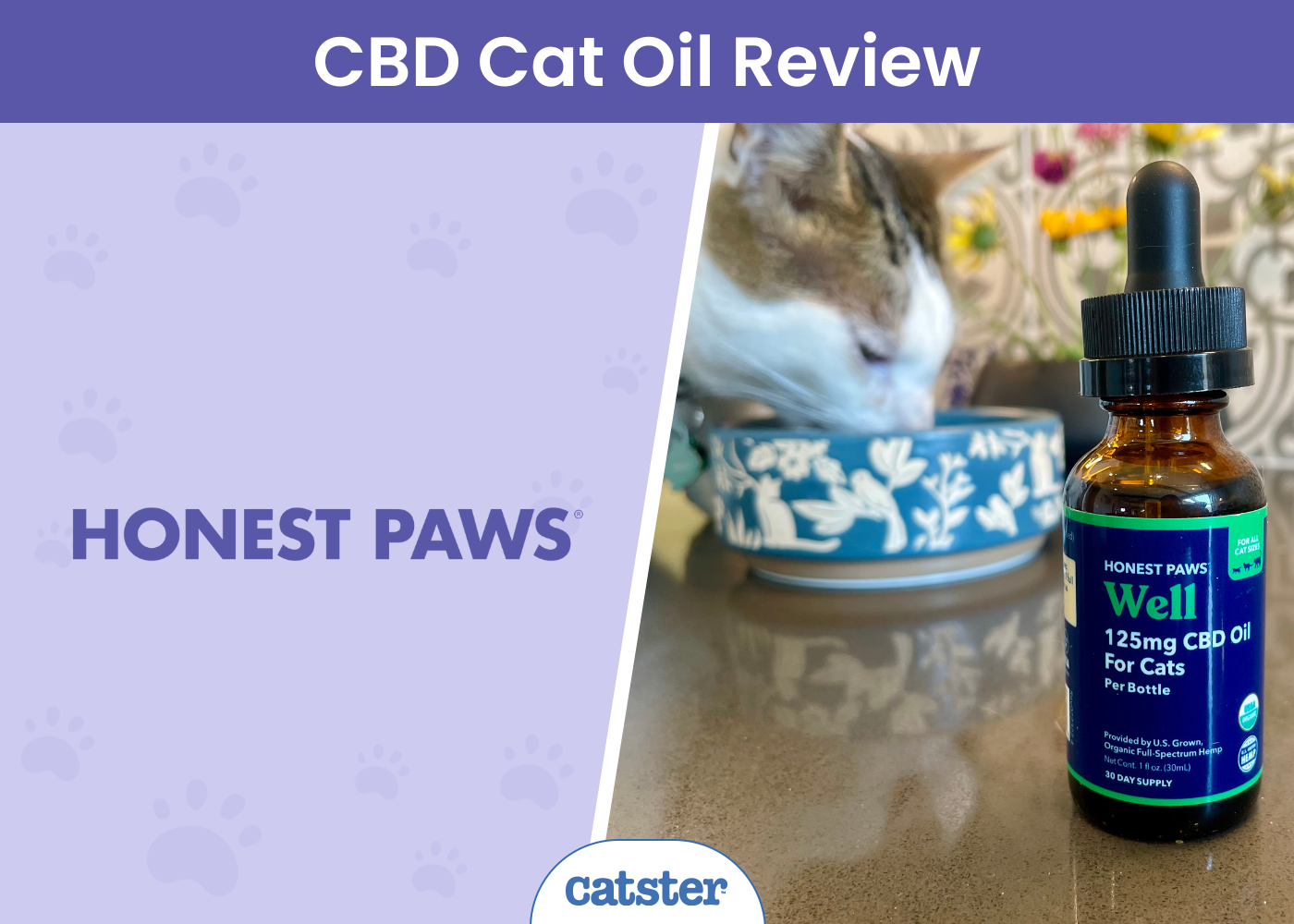 Sincere Paws Properly CBD Oil Tincture for Cats Assessment 2025: What Our Assessments Revealed