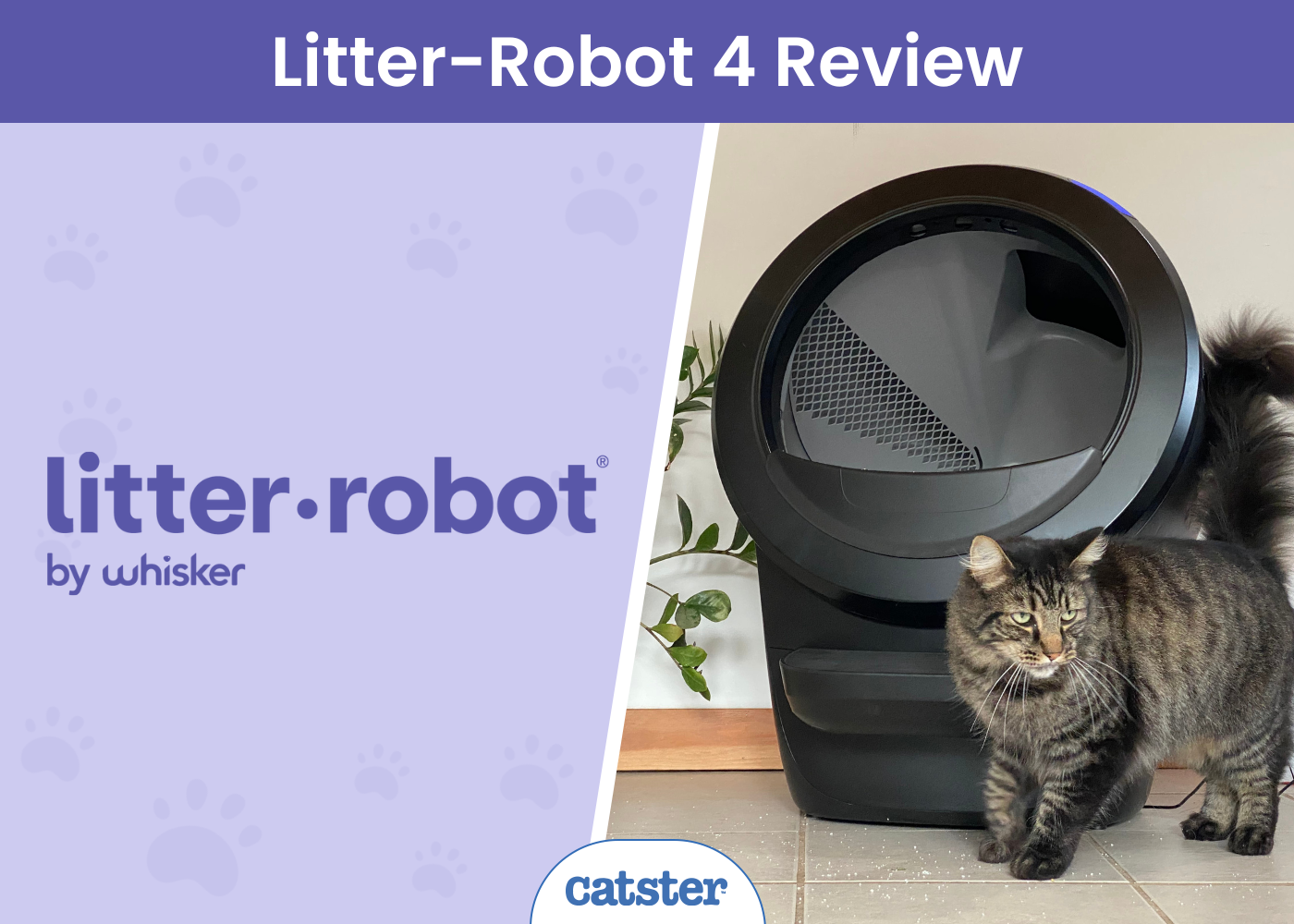 Litter Robotic 4 Evaluation 2025: How It Measured Up in My Multi-Cat Dwelling