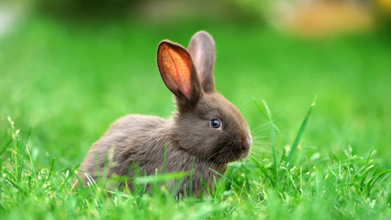 High Suggestions for Protecting Rabbits Out of Your Backyard (That Are Pet-Pleasant)