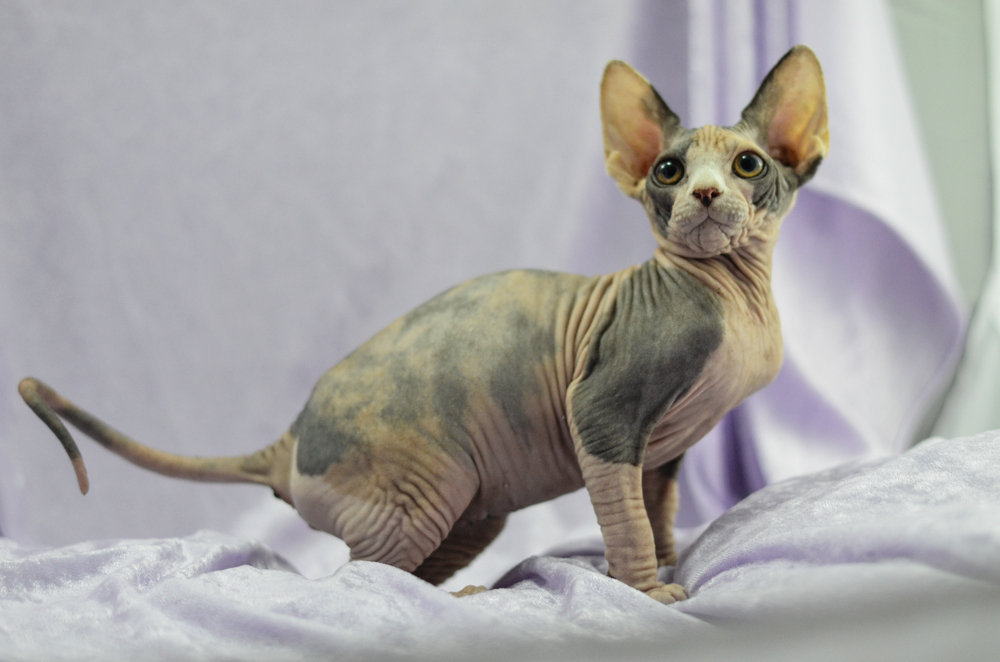 Mexican Hairless Cat Breed: Data, Photos, Care & Extra