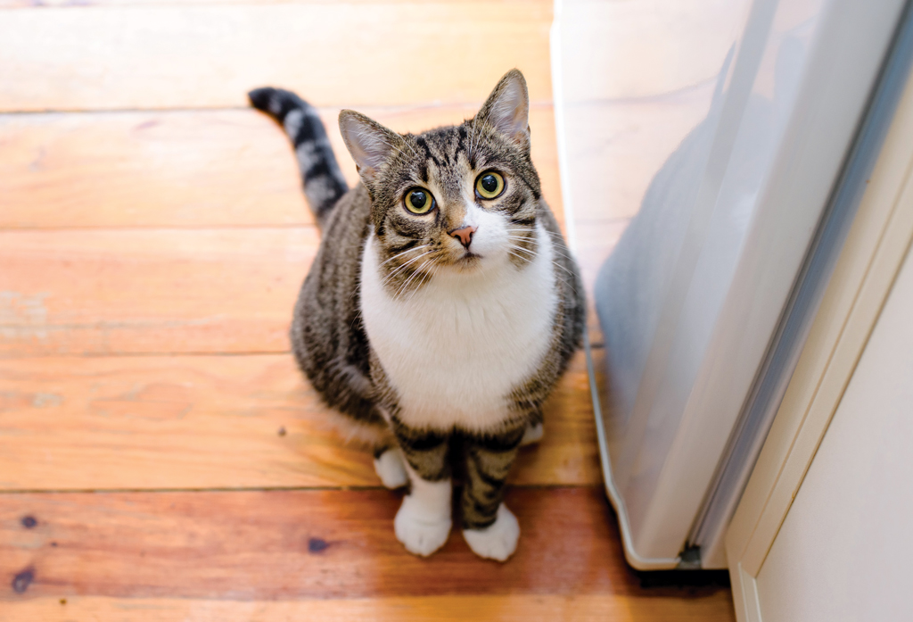 Easy methods to Transition an Exterior Cat to an Indoor Cat