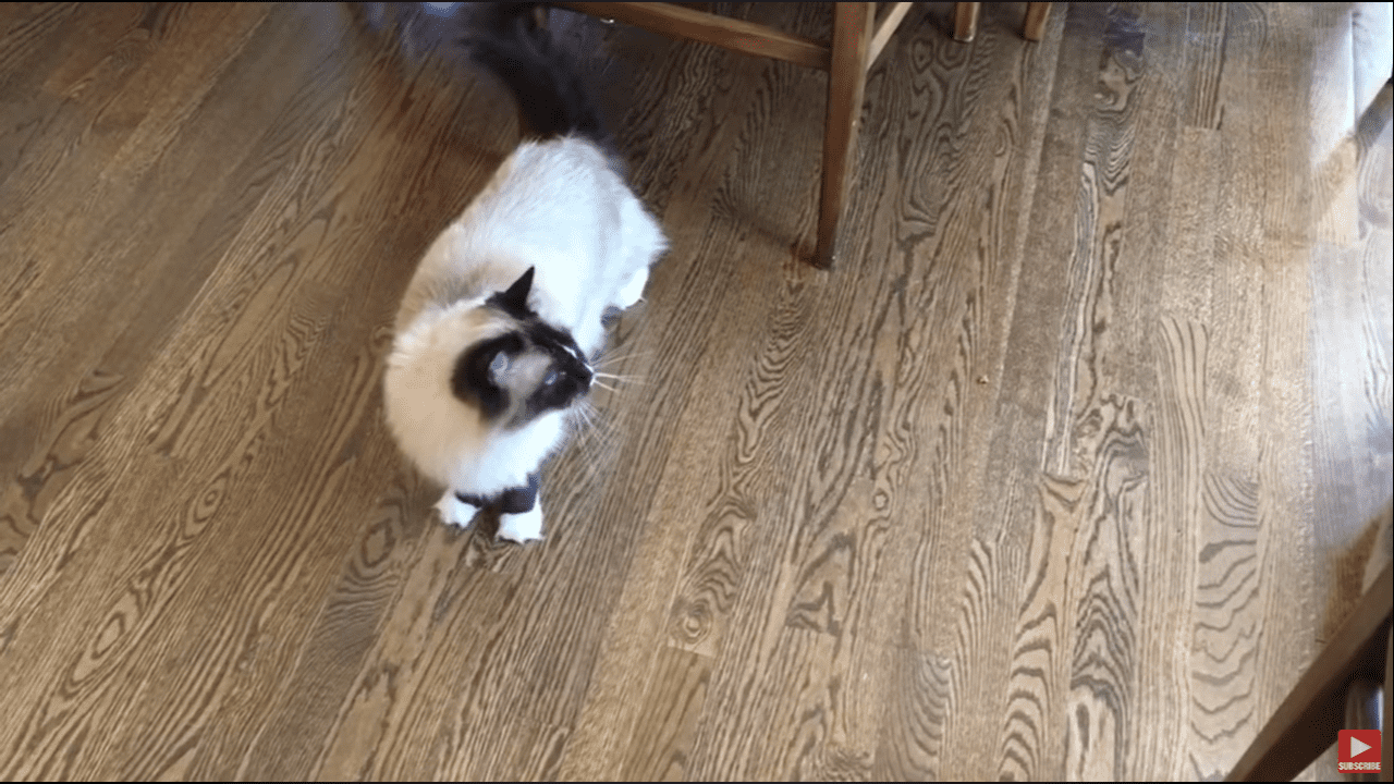 Cat Making Clicking Sound – Why Do Cats Chatter? Cat Noises