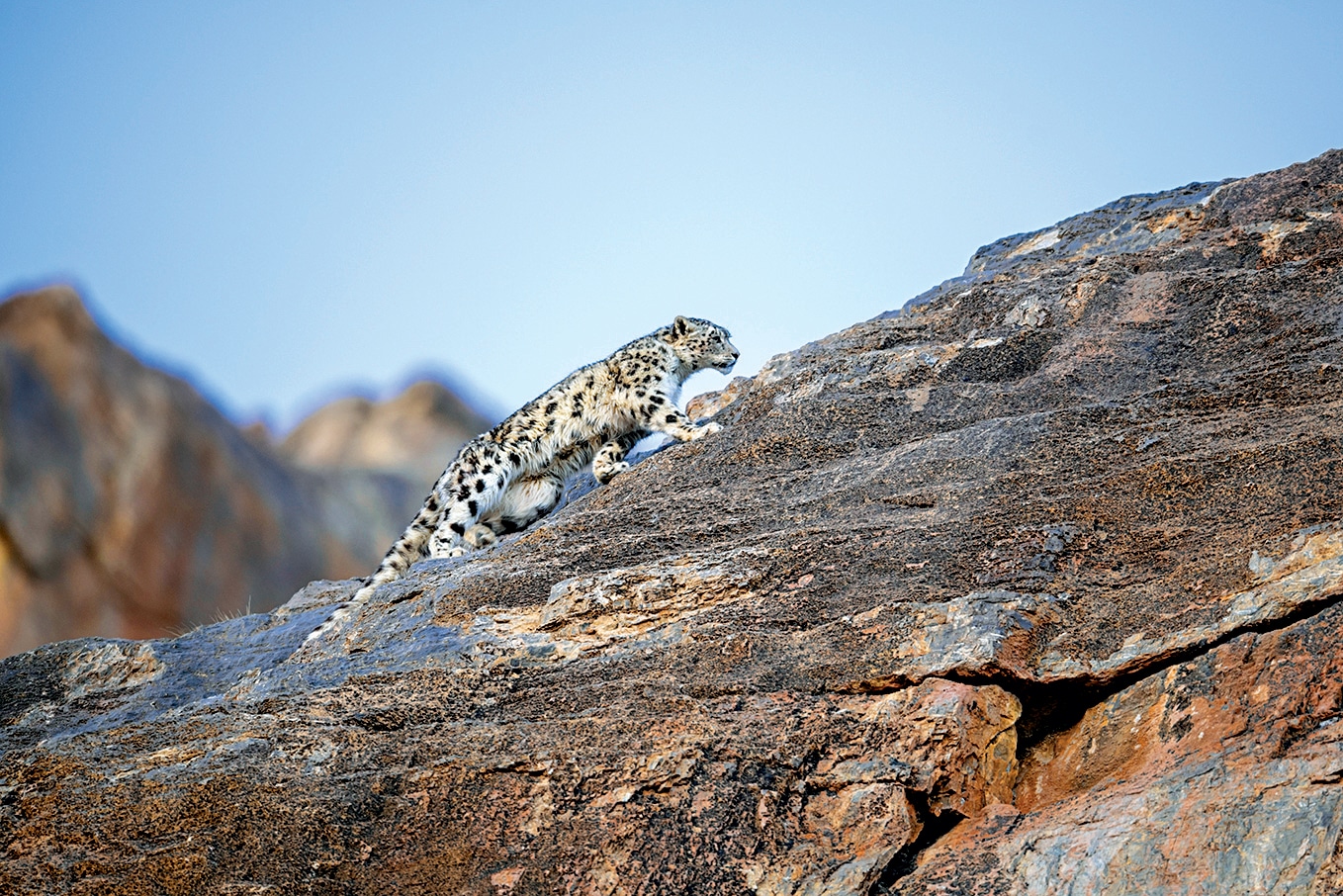 Nice Present Concept: Undertake a Snow Leopard!