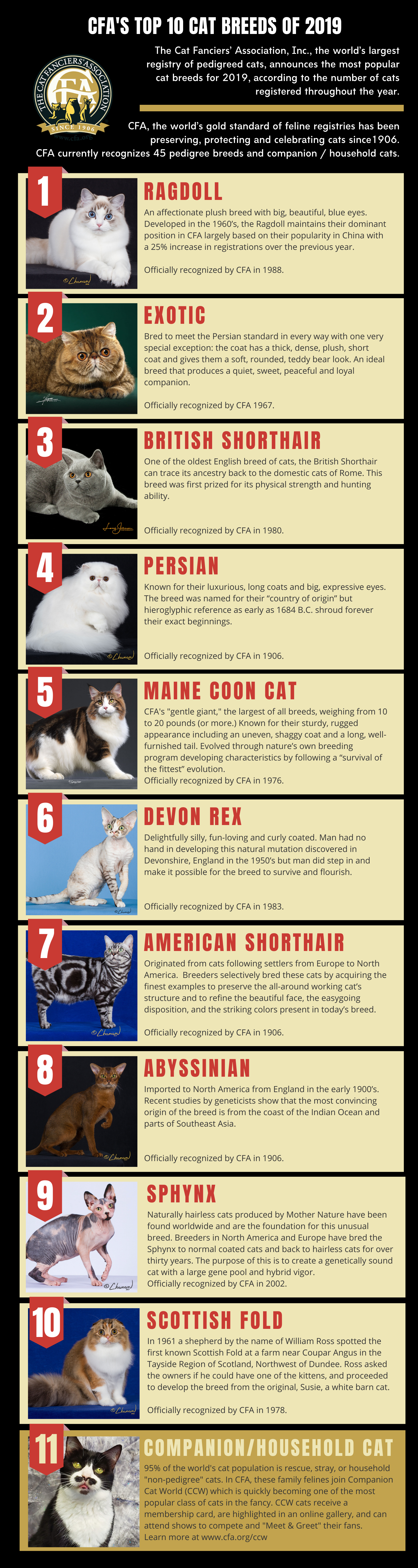 High 10 Cat Breeds of 2019 – The Purrington Put up