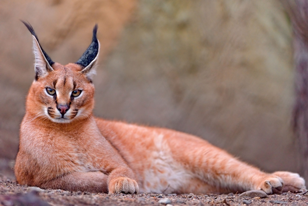 Do Caracals Make Good Pets? Vet-Verified Ethics, Legality & Information