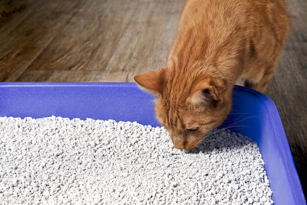 Easy methods to Change to Eco-friendly Cat Litter: 6 Steps to Make the Change