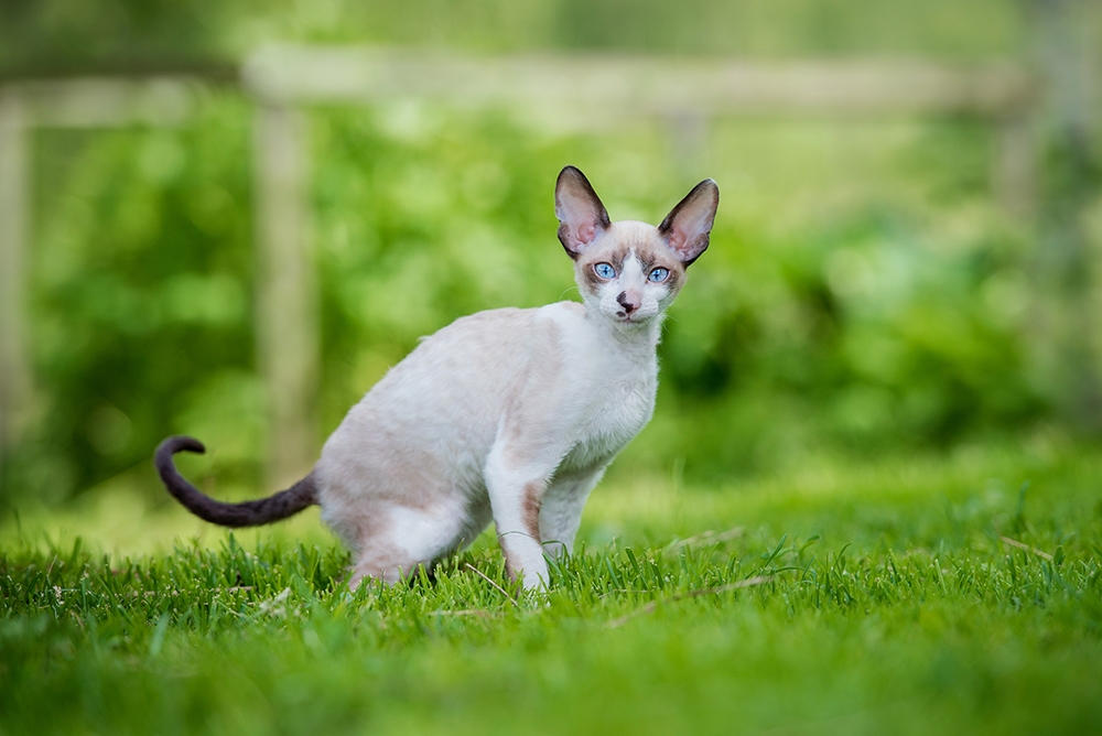 10 Cornish Rex Well being Points You Ought to Know (Vet Reply)