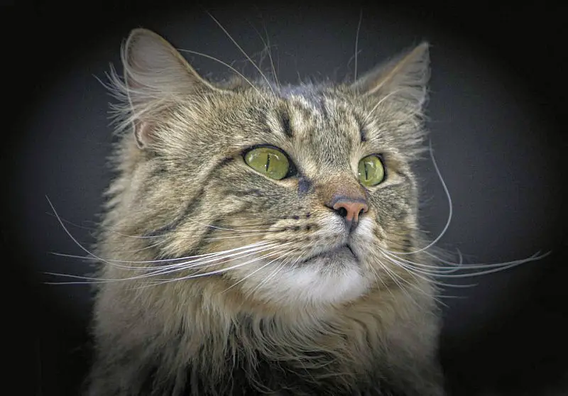 The Majestic Norwegian Forest Cat – The Purrington Submit