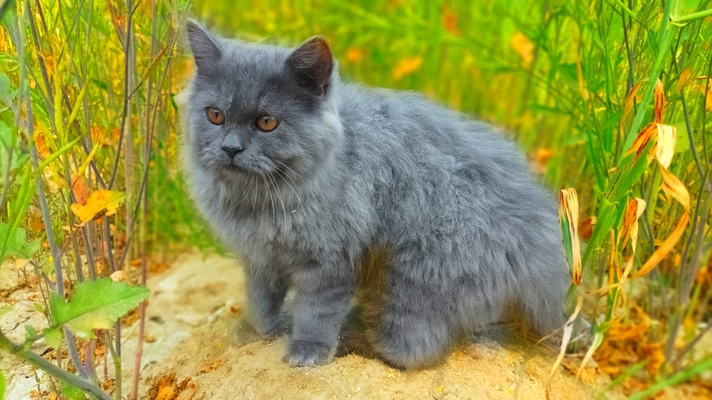 Gray Persian Cat Breed: Data, Footage, Care & Extra