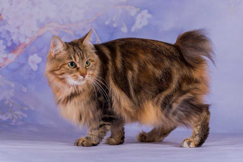 Japanese Bobtail Longhair: Data, Photos, Care, & Traits