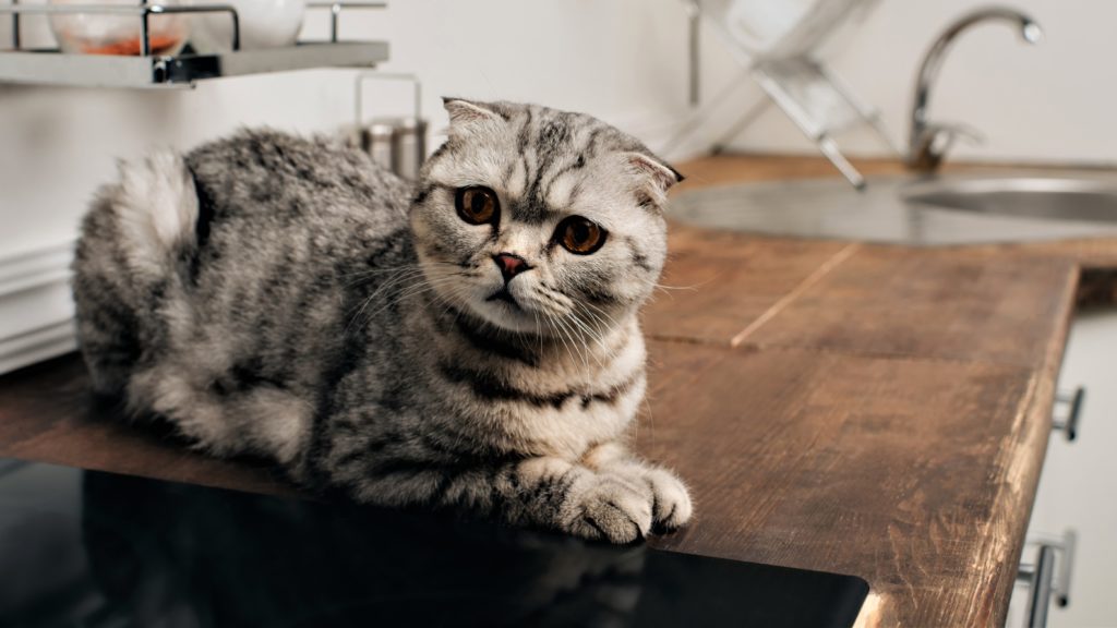 How To Hold Cats Off Kitchen Counters