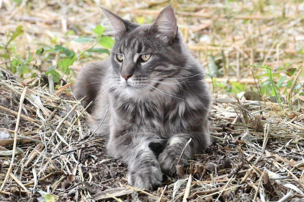 How Lengthy Do Maine Coon Cats Dwell? Vet-Verified Lifespan & FAQ