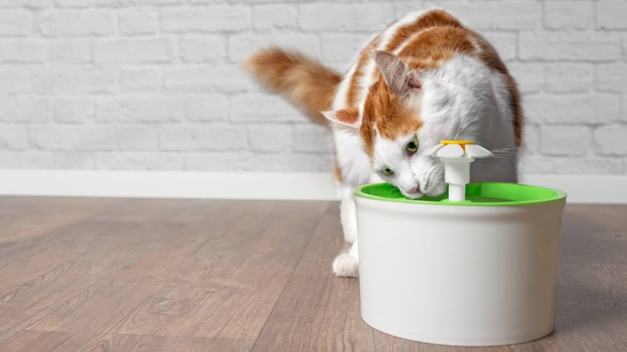 10 Cat Proprietor Insights into Shopping for a Water Fountain for Your Cat