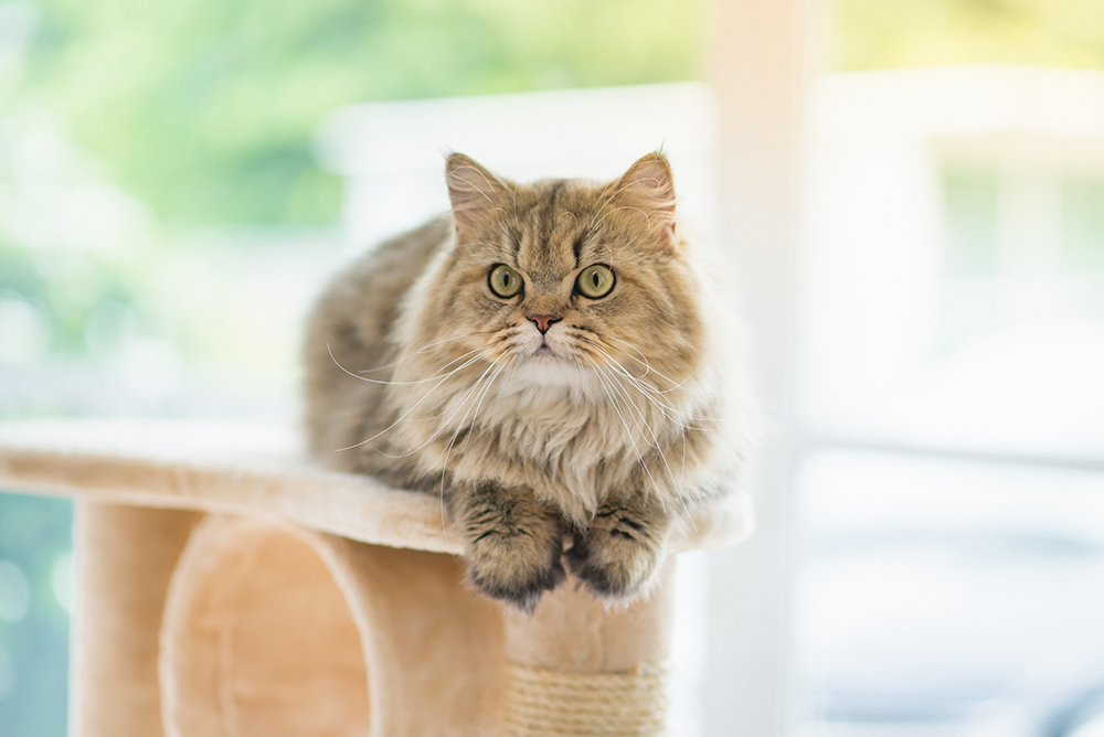 How Lengthy Do Persian Cats Stay? Vet-Verified Lifespan & FAQ