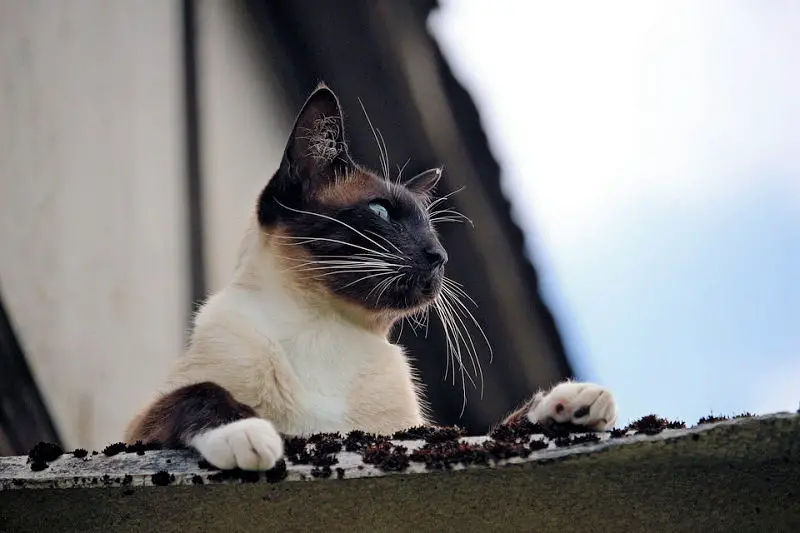 Prime 10 Names for Siamese Cats – The Purrington Put up