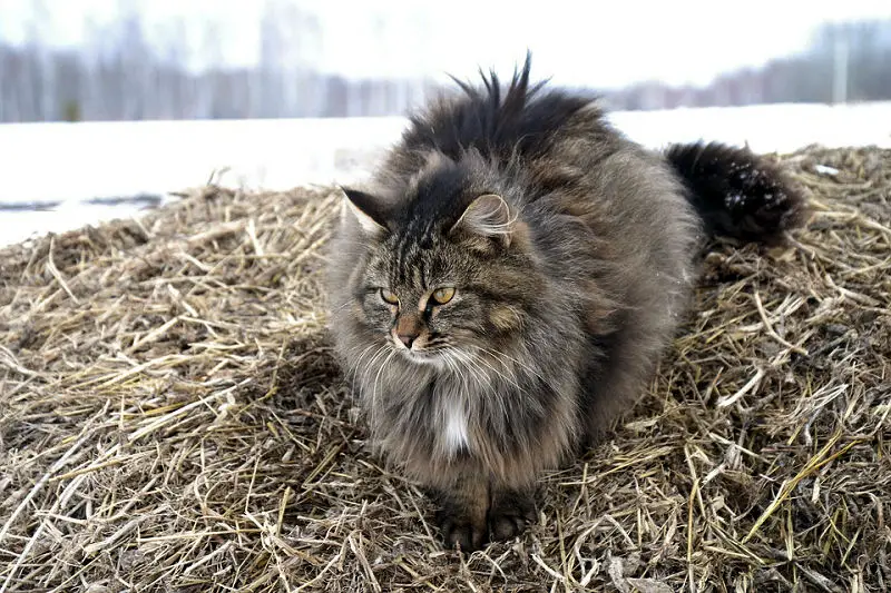 The Beautiful Siberian Cat – The Purrington Submit