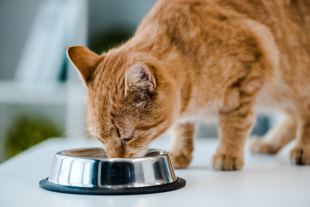 10 Fundamentals of a Selfmade Recent Weight loss program for Cats: Our Vet Explains