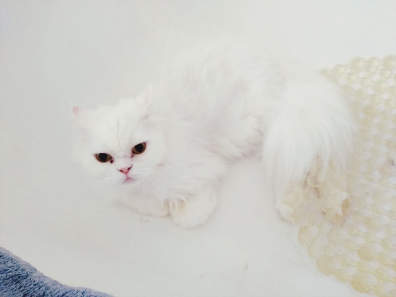 Cat Meows in Bathtub? Right here’s What He/She Doubtless Needs